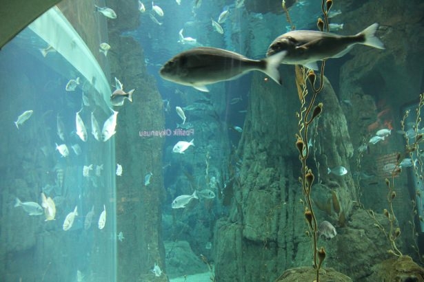 Okyanusların en zehirli balıkları 40