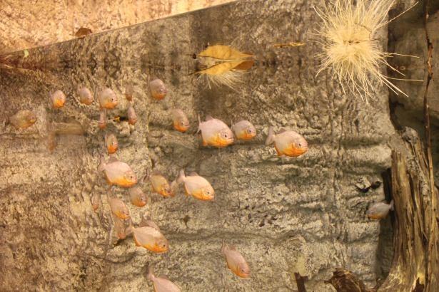 Okyanusların en zehirli balıkları 43