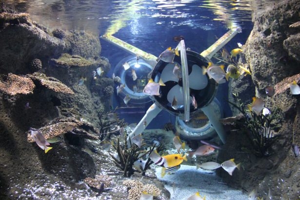 Okyanusların en zehirli balıkları 44