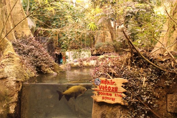 Okyanusların en zehirli balıkları 45