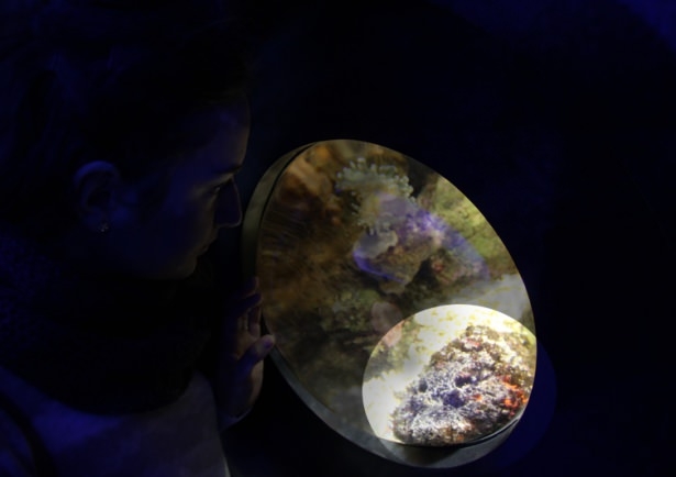 Okyanusların en zehirli balıkları 5