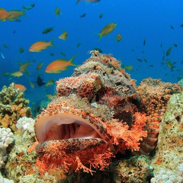 Okyanusların en zehirli balıkları 6