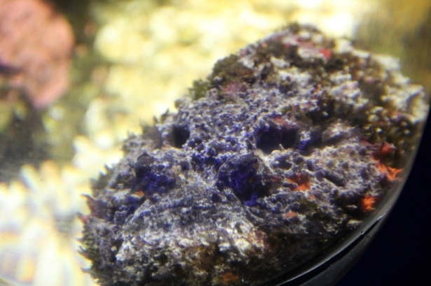 Okyanusların en zehirli balıkları 7