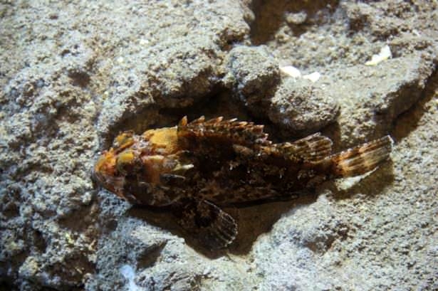 Okyanusların en zehirli balıkları 9