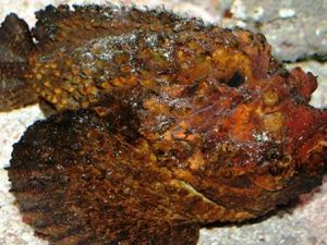 Okyanusların en zehirli balıkları