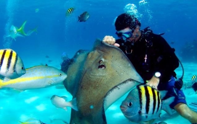 Her şey vatozlarla yüzmek için 1