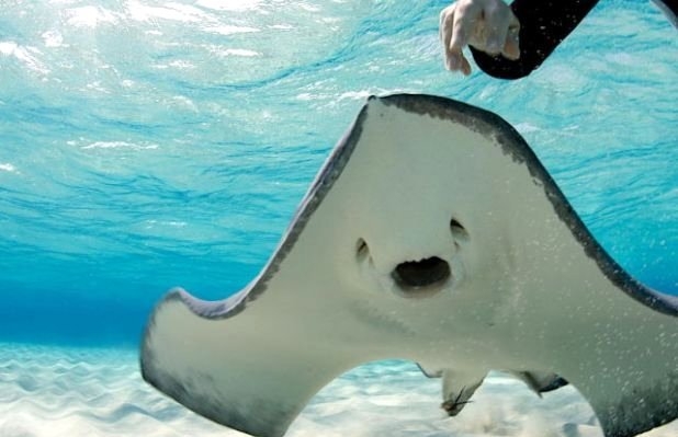 Her şey vatozlarla yüzmek için 10