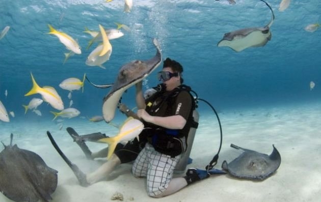 Her şey vatozlarla yüzmek için 11