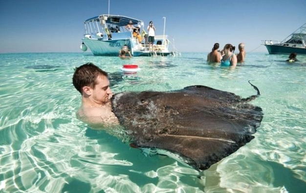 Her şey vatozlarla yüzmek için 13