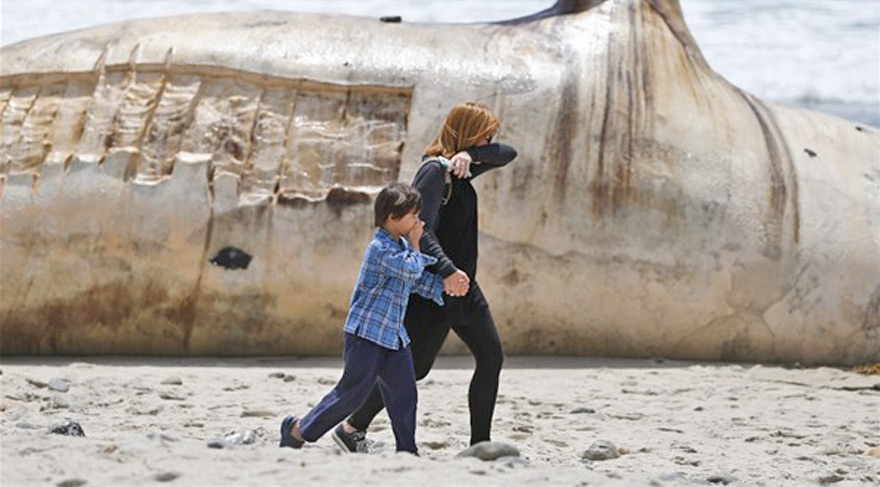 Sahile öyle bir şey vurdu ki 1