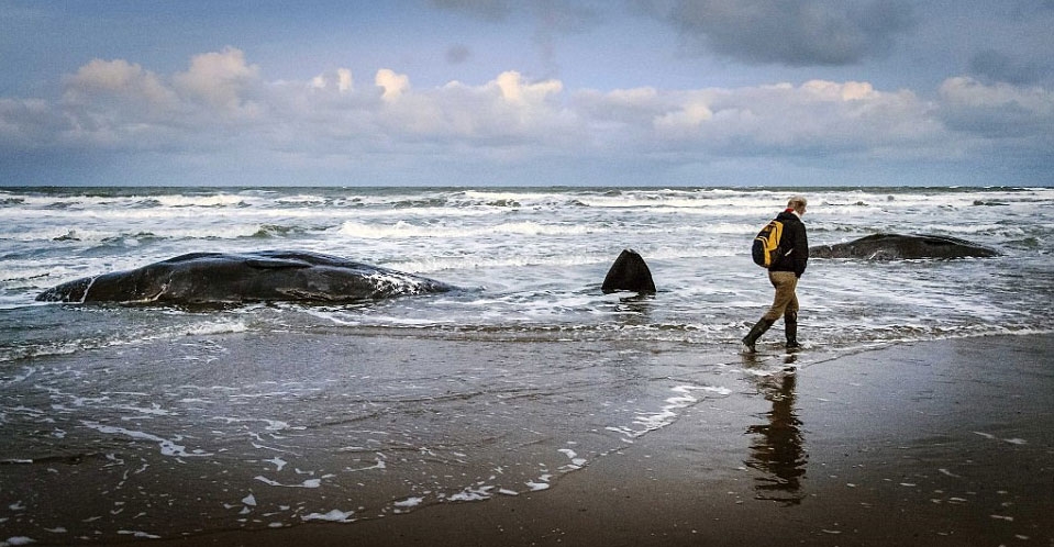 Sahile öyle bir şey vurdu ki 10