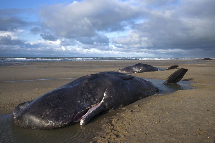 Sahile öyle bir şey vurdu ki 14
