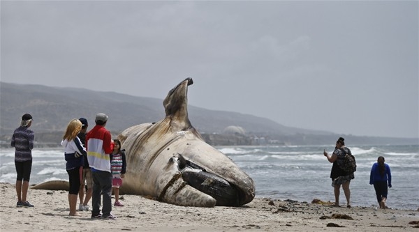Sahile öyle bir şey vurdu ki 6