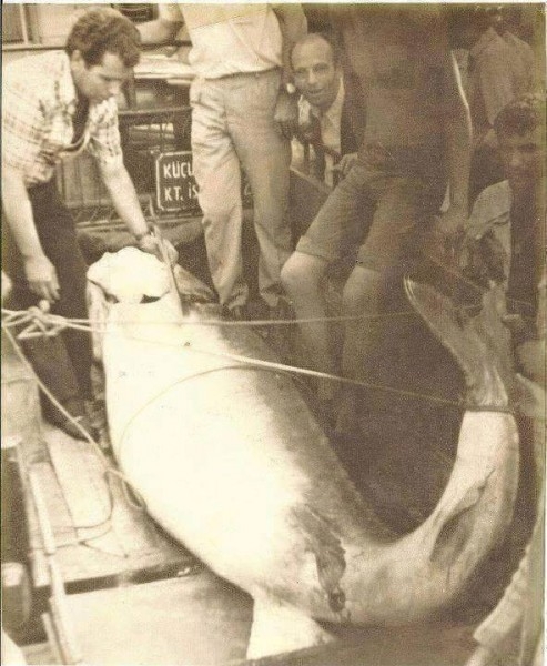 İstanbul bir zamanlar balık cennetiydi! 15