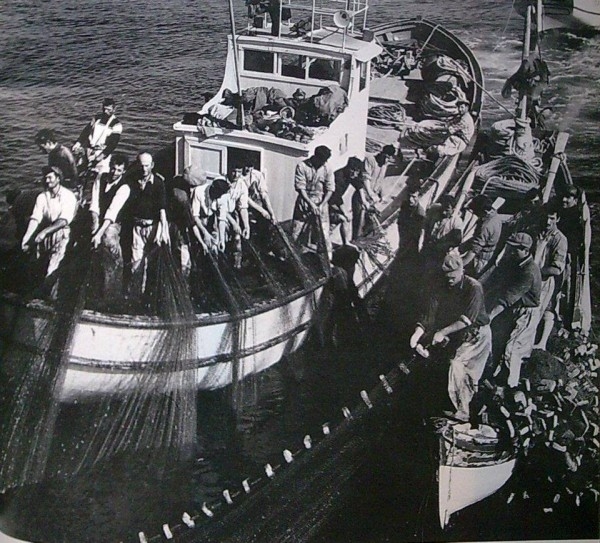 İstanbul bir zamanlar balık cennetiydi! 22