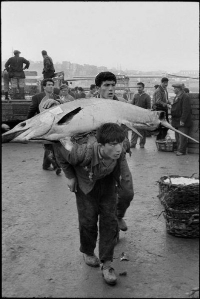 İstanbul bir zamanlar balık cennetiydi! 7