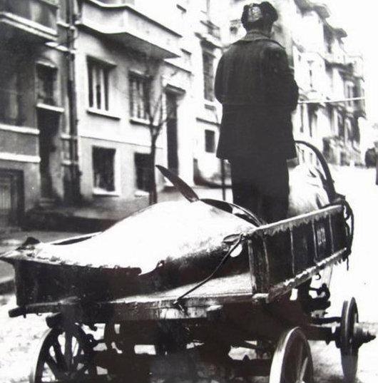 İstanbul bir zamanlar balık cennetiydi! 8