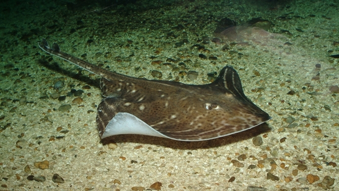 Birimiz hepimiz hepimiz 33’üz! 10