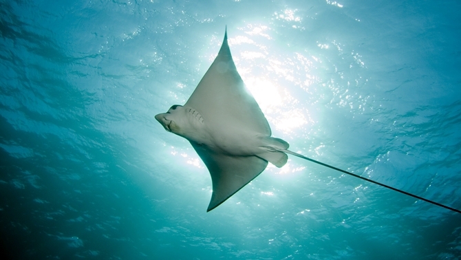 Birimiz hepimiz hepimiz 33’üz! 3