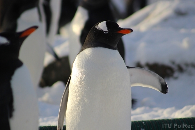 "Hepimizin Antarktikası" Fotoğraf Sergisi 3