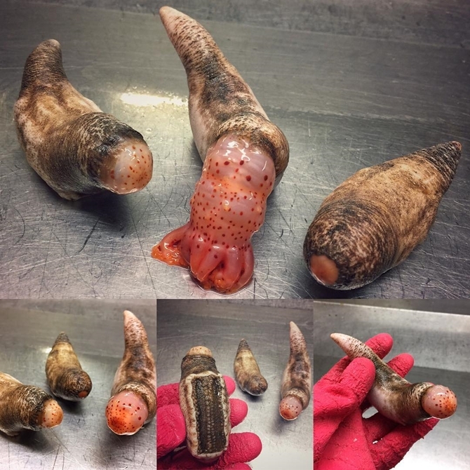 İlginç Deniz Canlıları 10