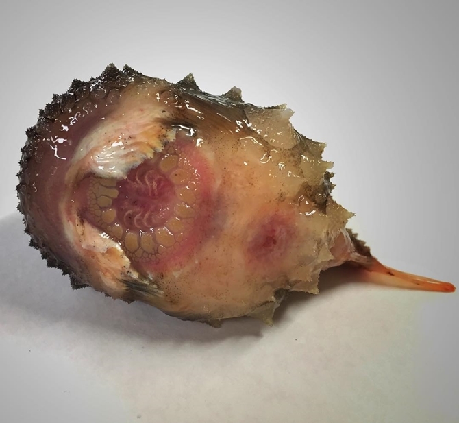 İlginç Deniz Canlıları 2