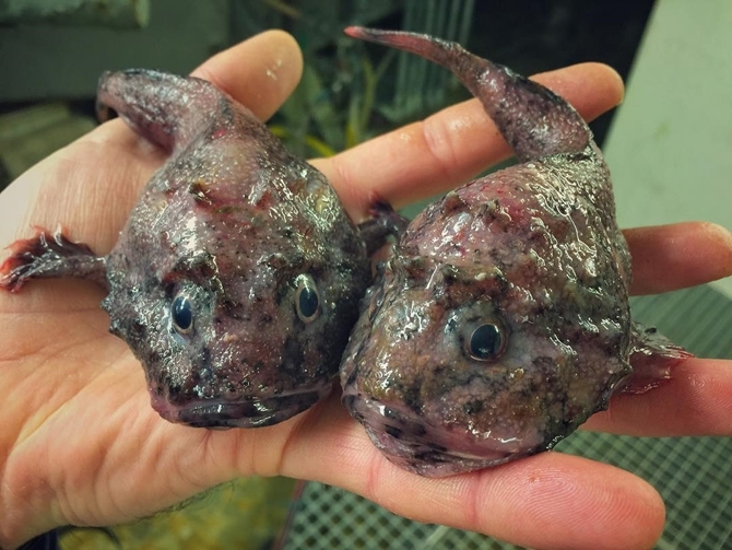 İlginç Deniz Canlıları 8