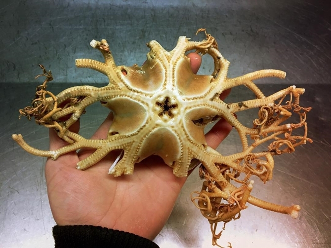 Tuhaf Deniz Canlıları 1