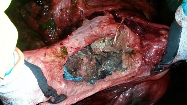 Balinanın midesinden 30 plastik poşet çıktı 6