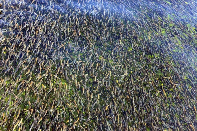 Denizi olmayan Kahramanmaraş, yılda 20 milyon dolarlık balık ihraç ediyo 1