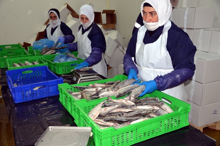 Denizi olmayan Kahramanmaraş, yılda 20 milyon dolarlık balık ihraç ediyo 2