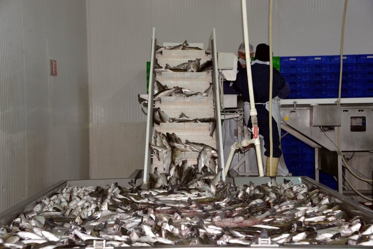 Denizi olmayan Kahramanmaraş, yılda 20 milyon dolarlık balık ihraç ediyo 24