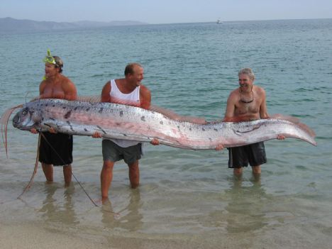 Yakalanan en büyük deniz canlıları 5