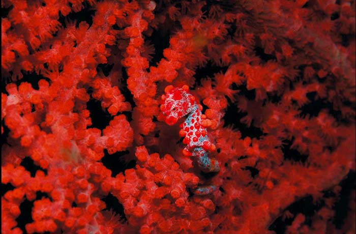 Derindeki muhteşem görüntü 1