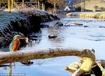 Dünyanın en hızlı balık avcısı 1