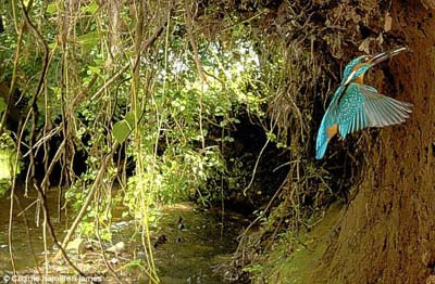 Dünyanın en hızlı balık avcısı 10