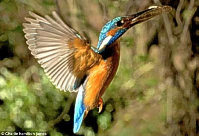 Dünyanın en hızlı balık avcısı 2