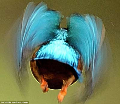 Dünyanın en hızlı balık avcısı 3