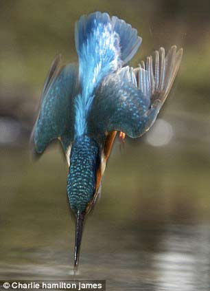 Dünyanın en hızlı balık avcısı 4