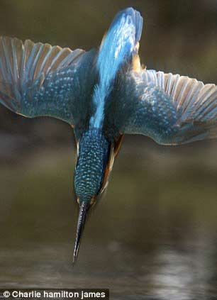 Dünyanın en hızlı balık avcısı 5