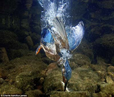 Dünyanın en hızlı balık avcısı 6