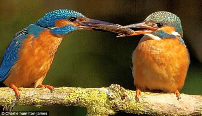 Dünyanın en hızlı balık avcısı 8