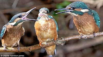 Dünyanın en hızlı balık avcısı 9