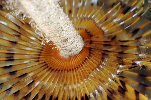 Korsan limanında arkeoloji ve doğal güzellik görüntülendi 10