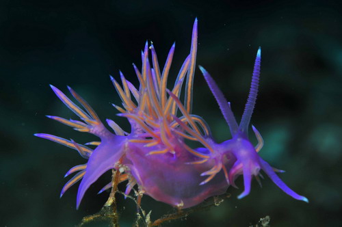 Korsan limanında arkeoloji ve doğal güzellik görüntülendi 8