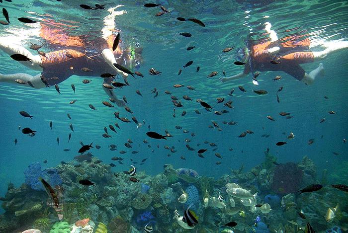 Köpekbalığından istiridye kaçırmaca 3