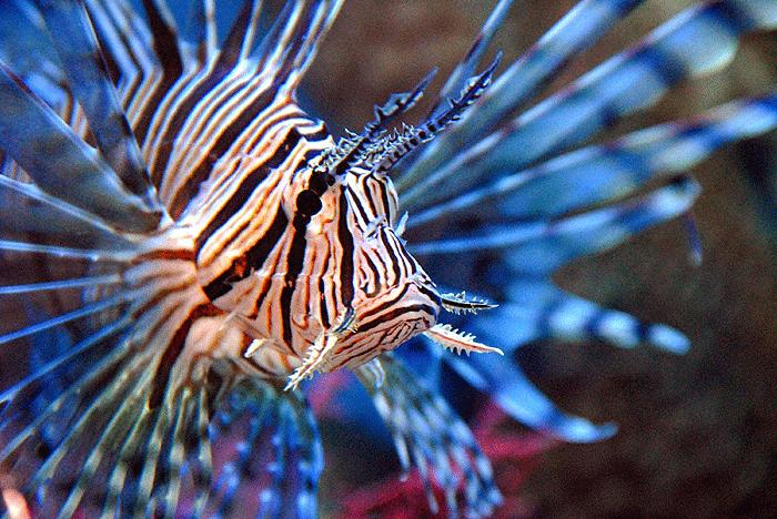 Köpekbalığından istiridye kaçırmaca 4