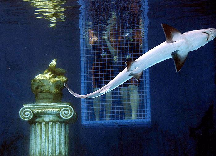 Köpekbalığından istiridye kaçırmaca 6