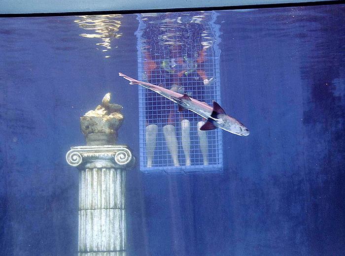 Köpekbalığından istiridye kaçırmaca 9