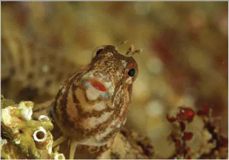 Yaşayan Marmara Festivali başladı 8